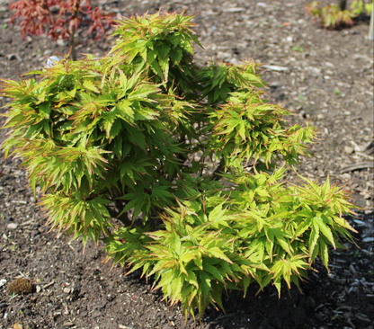 Acer palmatum Zoe