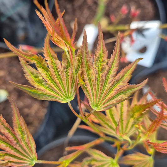 Acer palmatum Ikandi