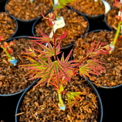 Acer palmatum Ikandi
