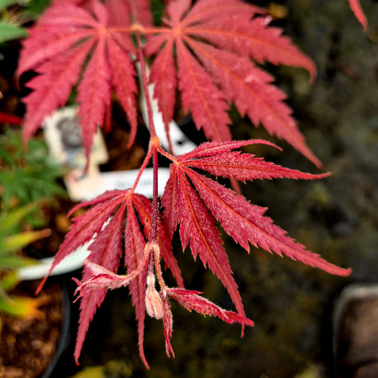 Acer palmatum Inazuma