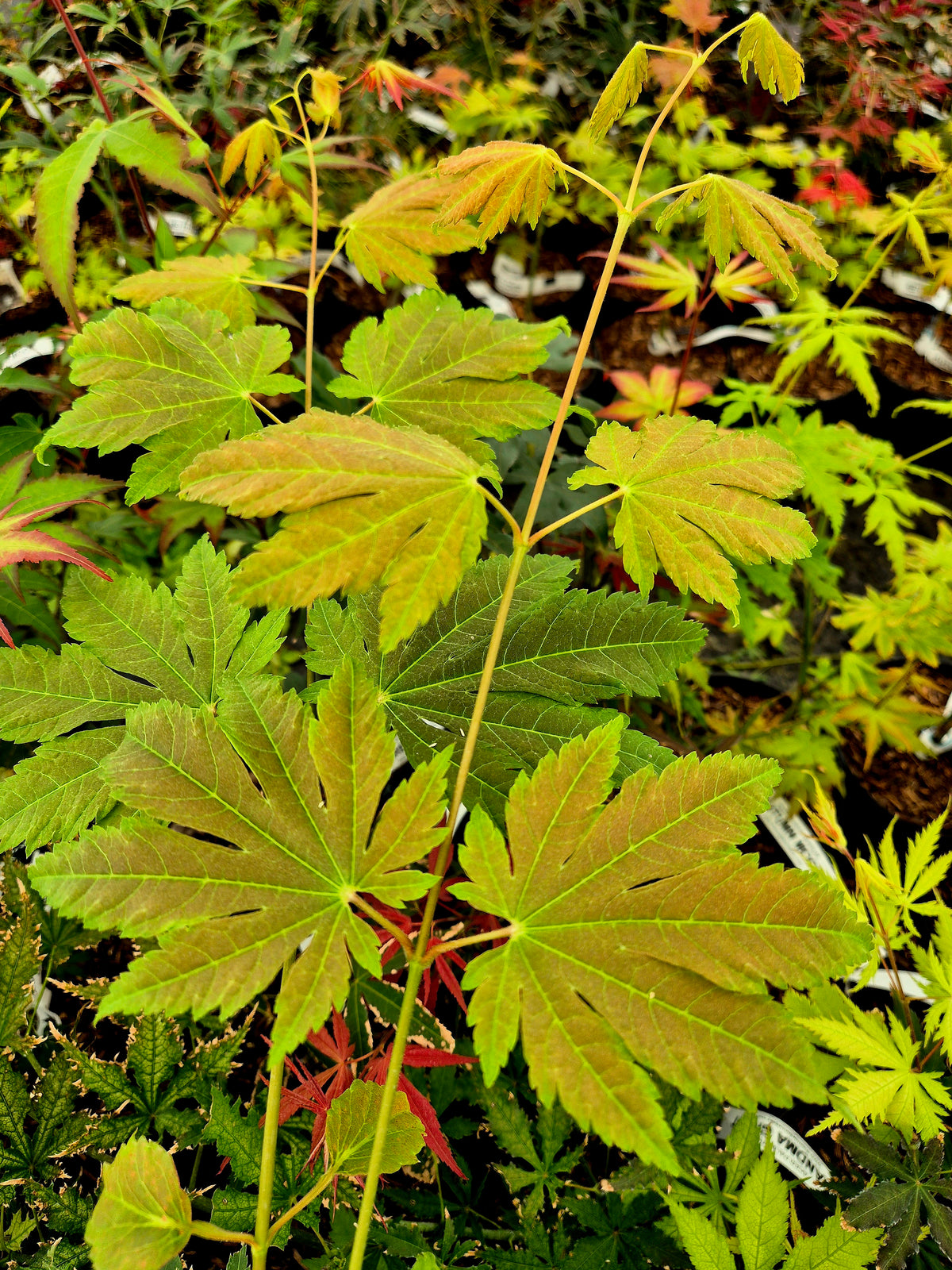 Acer japonicum Indian Summer – The Maple Nursery