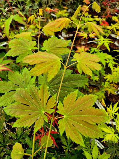 Acer japonicum Indian Summer