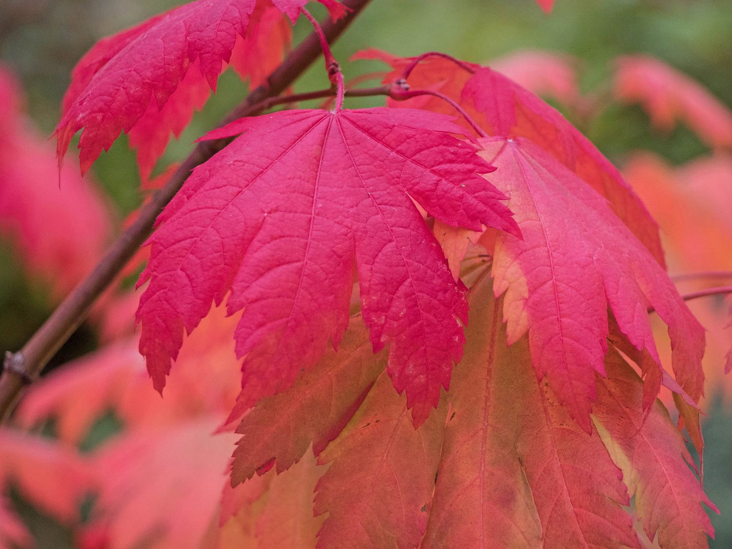 Acer japonicum Indian Summer