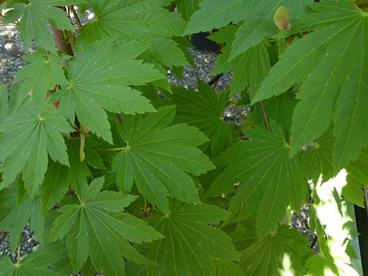 Acer japonicum Indian Summer