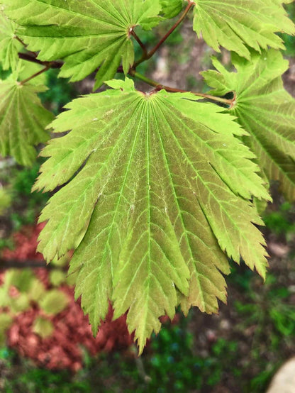 Acer japonicum Indian Summer