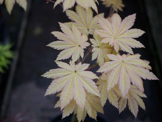 Acer japonicum Itami Momiji