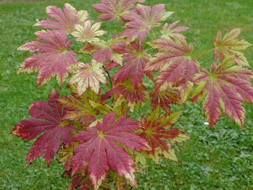 Acer japonicum Itami Momiji