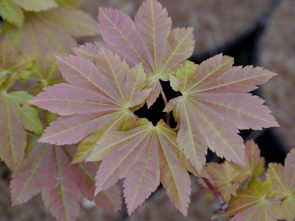 Acer japonicum Itami Momiji