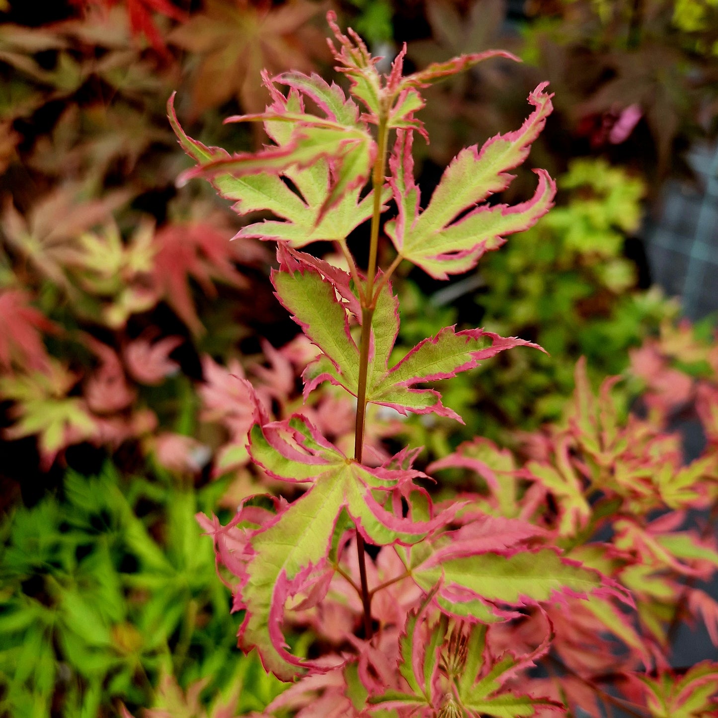 Acer palmatum Iyoshi