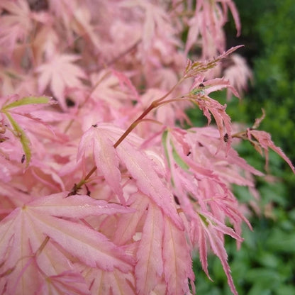 Acer palmatum Iyoshi