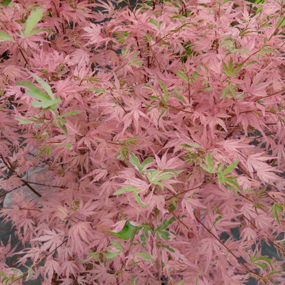 Acer palmatum Iyoshi