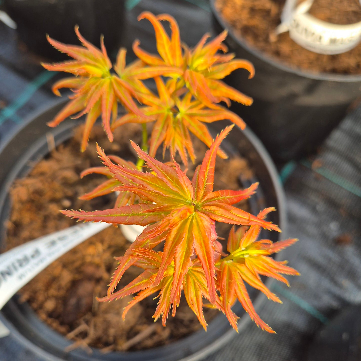 Acer palmatum Japanese Princess