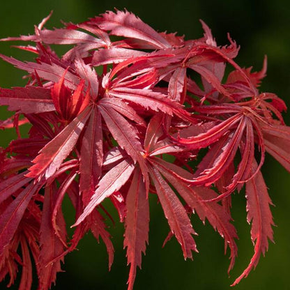 Acer palmatum Jerre Schwartz