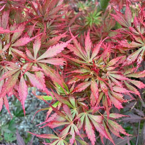 Acer palmatum Jerre Schwartz