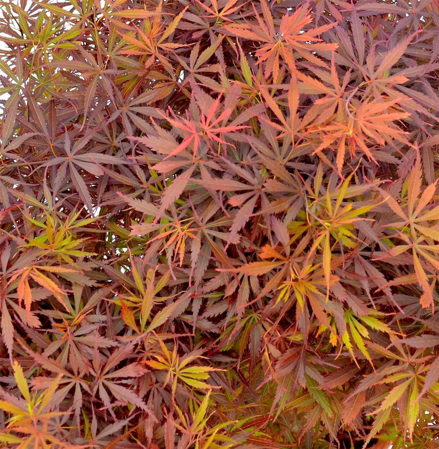 Acer palmatum Jerre Schwartz