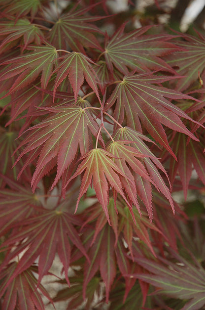 Acer shirasawanum Johin