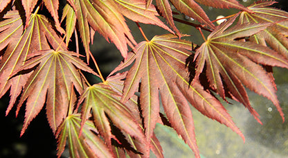 Acer shirasawanum Johin