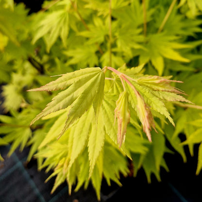 Acer shirasawanum Jordan