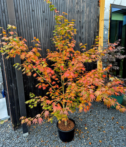 Acer shirasawanum Jordan