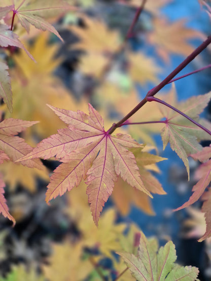 Acer shirasawanum Jordan