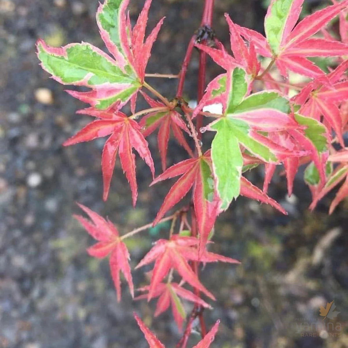 Acer palmatum Kagiri Nishiki