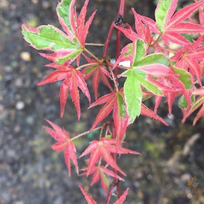 Acer palmatum Kagiri Nishiki