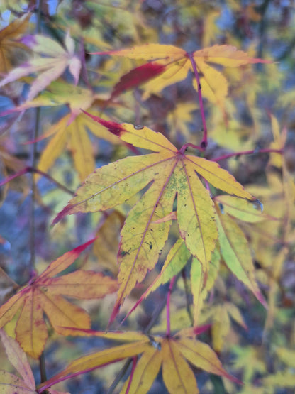 Acer palmatum Katsura