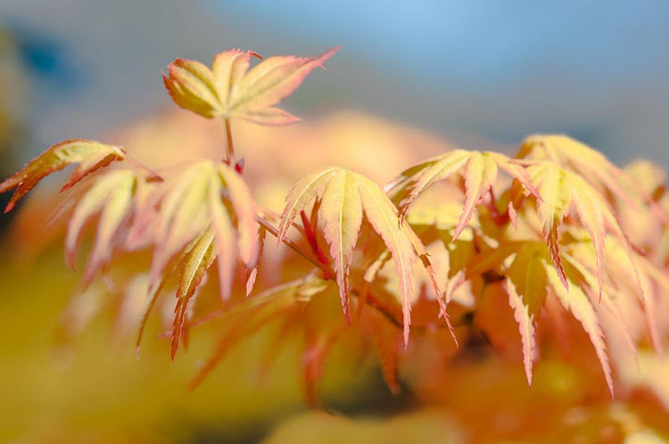 Acer palmatum Katsura