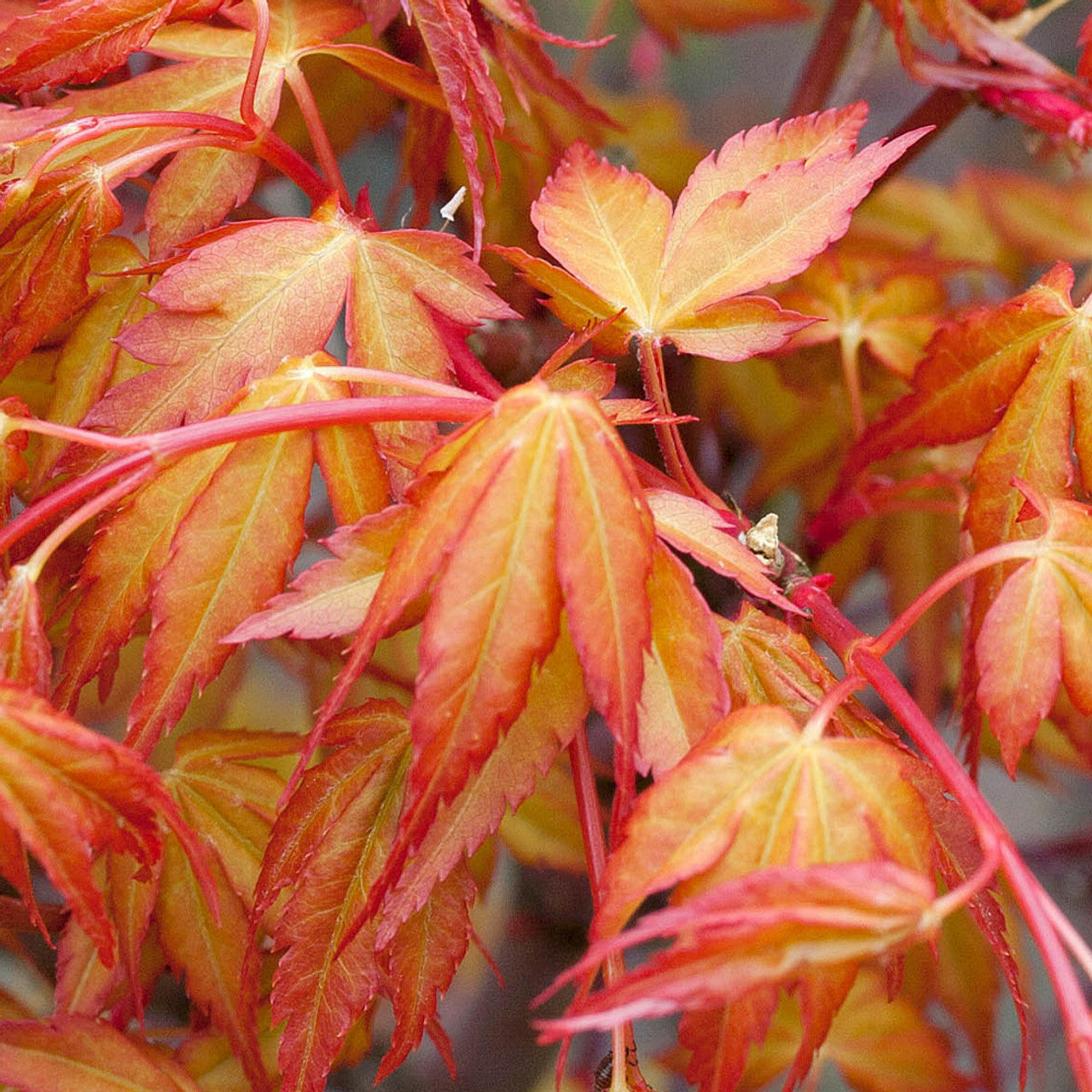 Acer palmatum Katsura