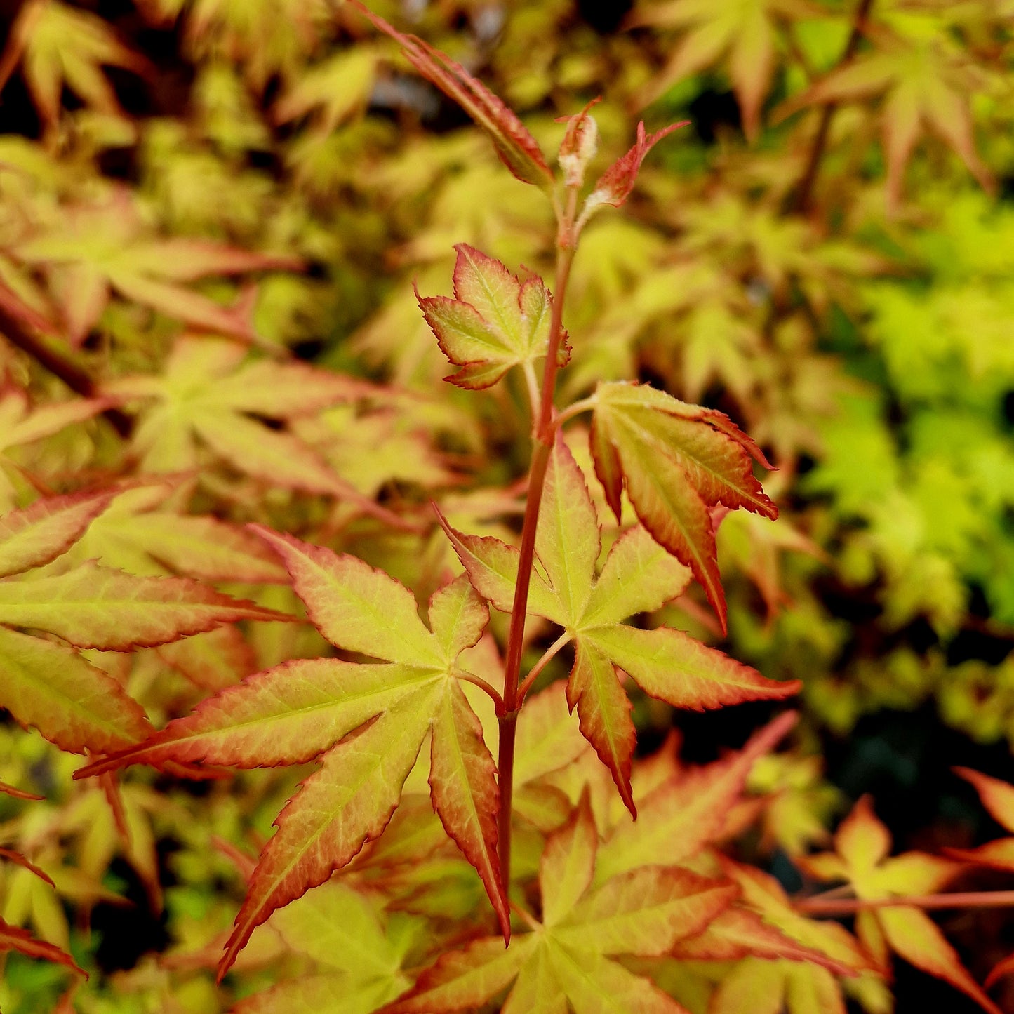 Acer palmatum Katsura