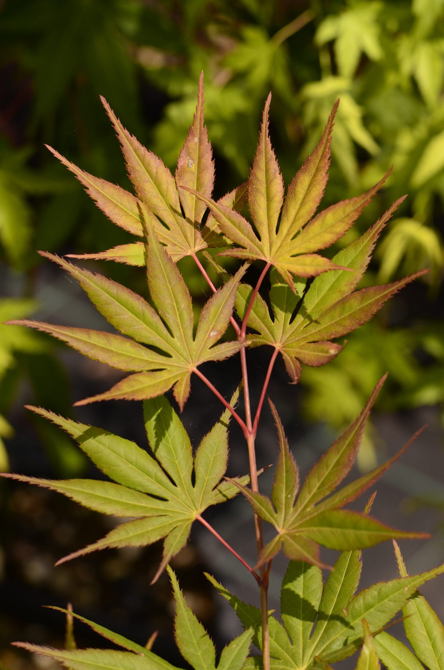 Acer palmatum Kogane Nishiki