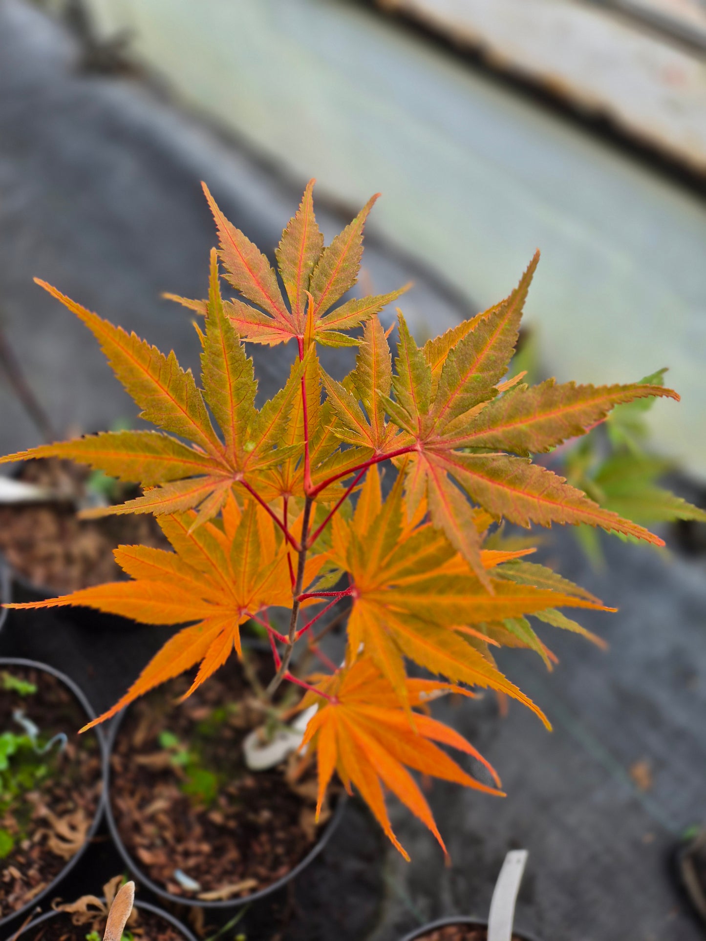 Acer palmatum Kogane Nishiki