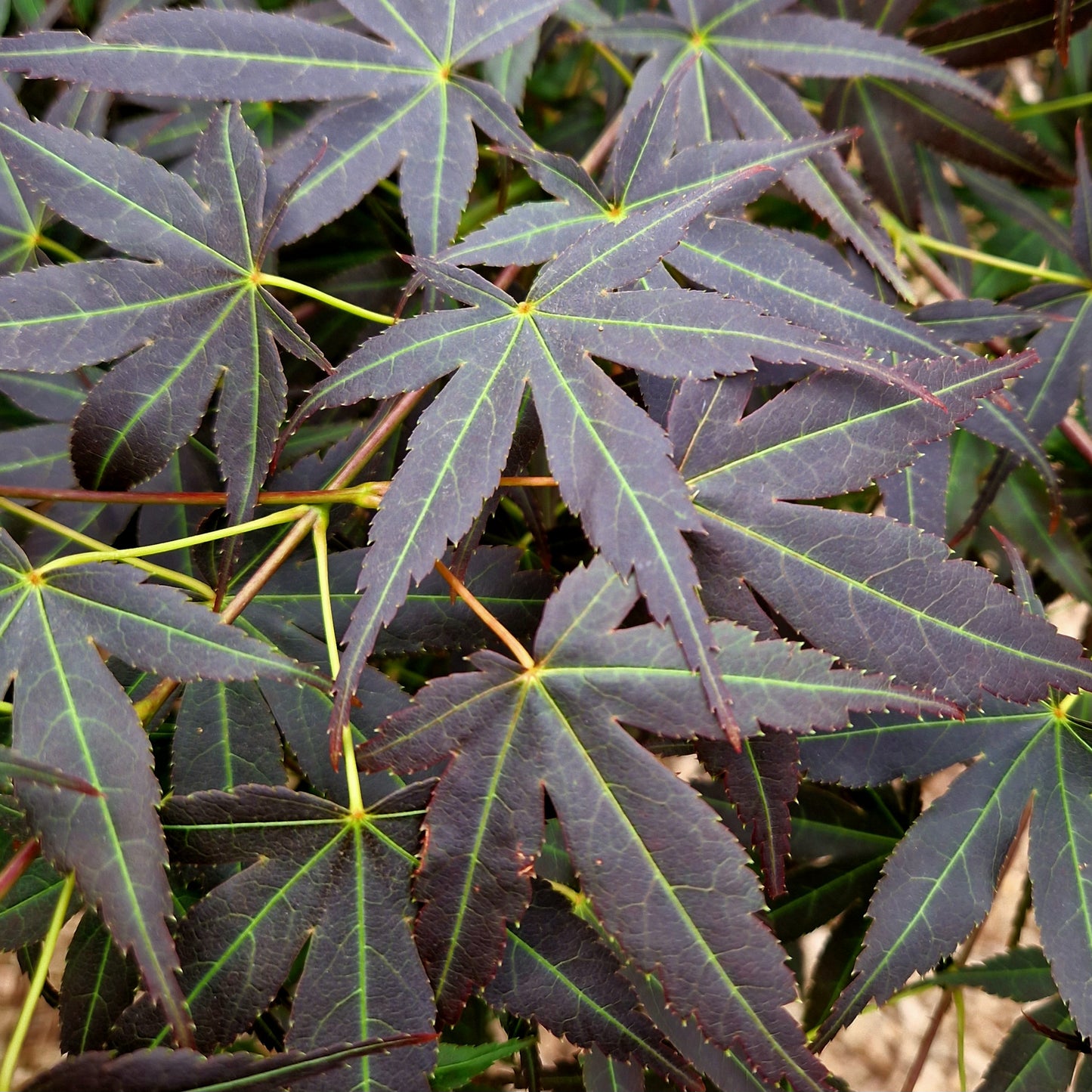 Acer palmatum Koriba