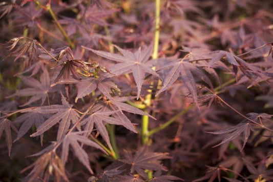 Acer palmatum Koriba