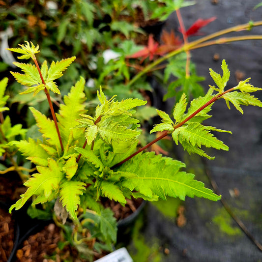 Acer palmatum Koshi Mino