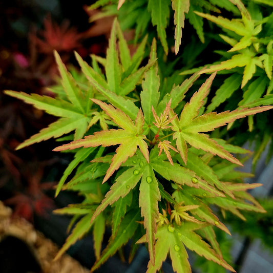 Acer palmatum Kotohime