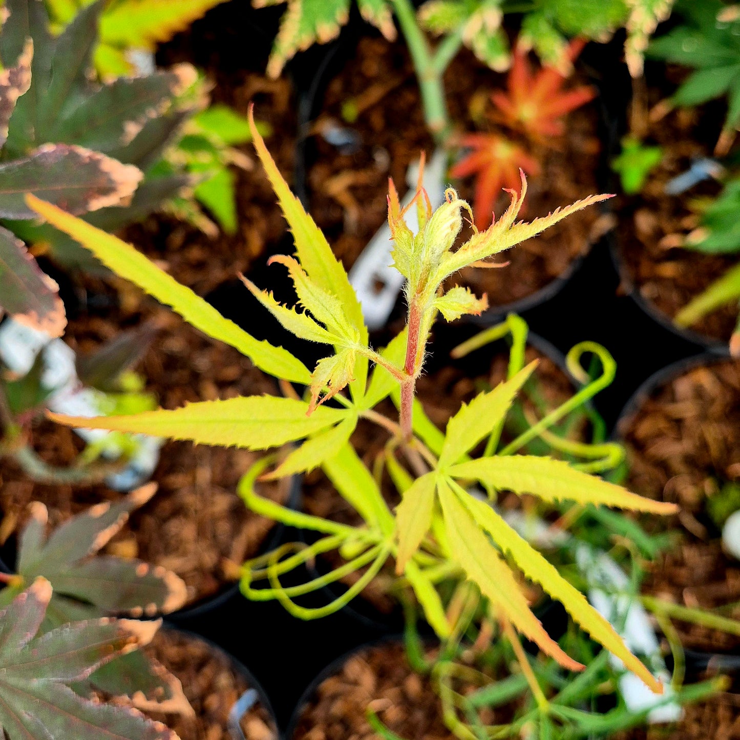 Acer palmatum Koto Ito Komachi