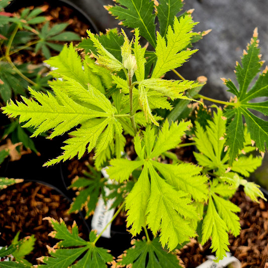 Acer palmatum Koyuki