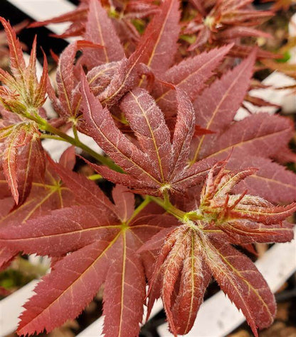 Acer palmatum Kurenai Jishi