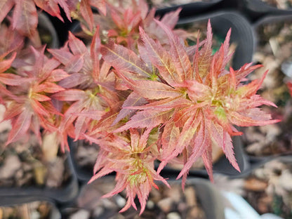 Acer palmatum Kurenai Jishi