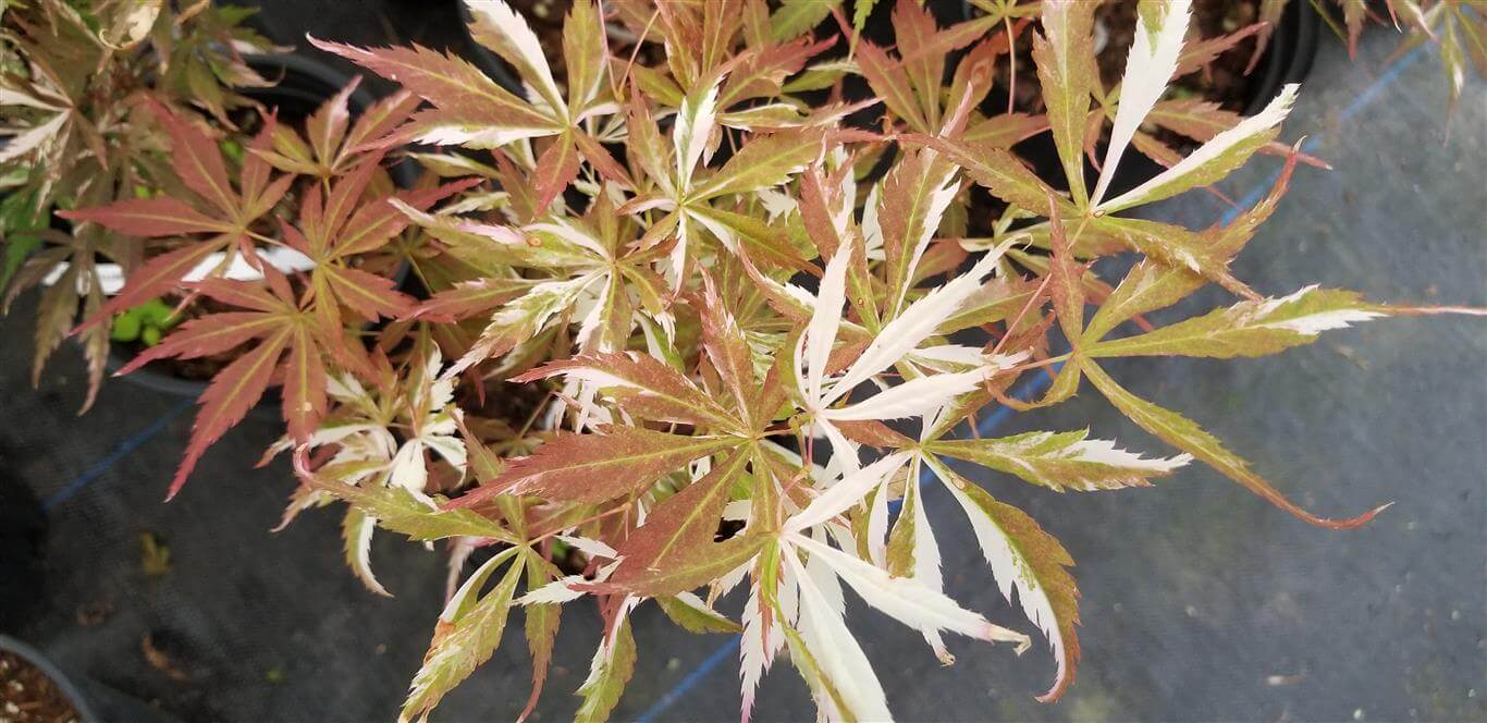 Acer palmatum Lileeanne's Jewel