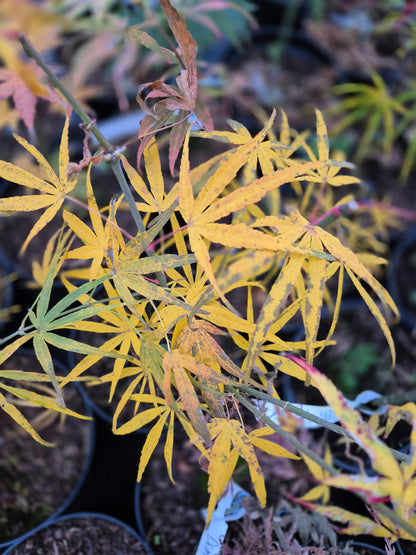 Acer palmatum Linearilobum