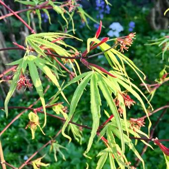 Acer palmatum Linearilobum