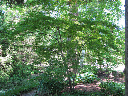 Acer palmatum Linearilobum