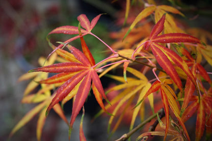 Acer palmatum Linearilobum