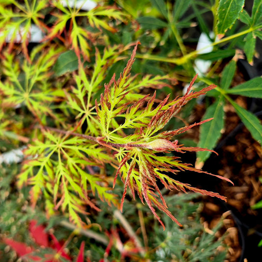 Acer palmatum Marielle