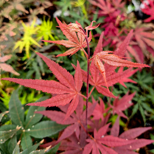 Acer palmatum Marjan
