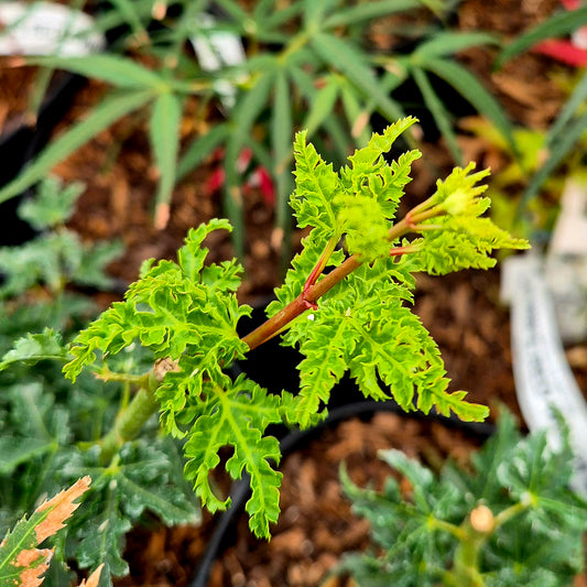 Acer palmatum Mei Jishi