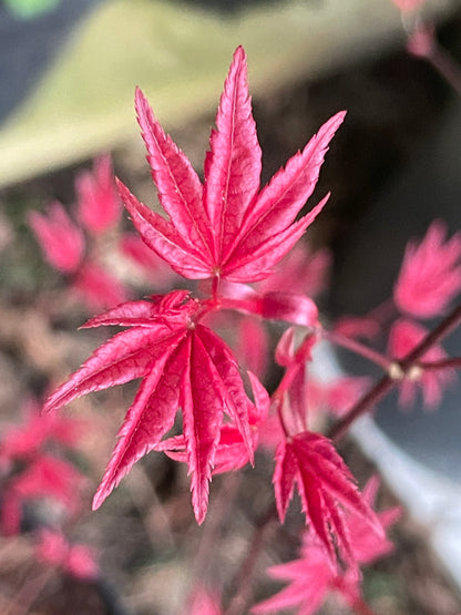 Acer palmatum Melanie