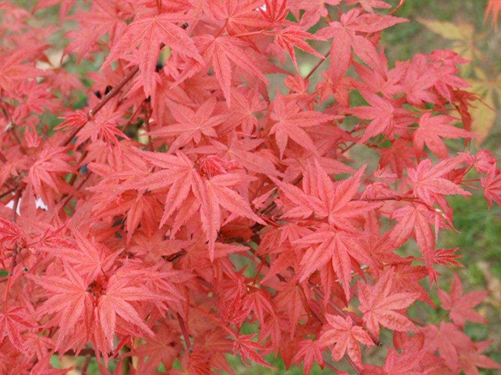 Acer palmatum Melanie